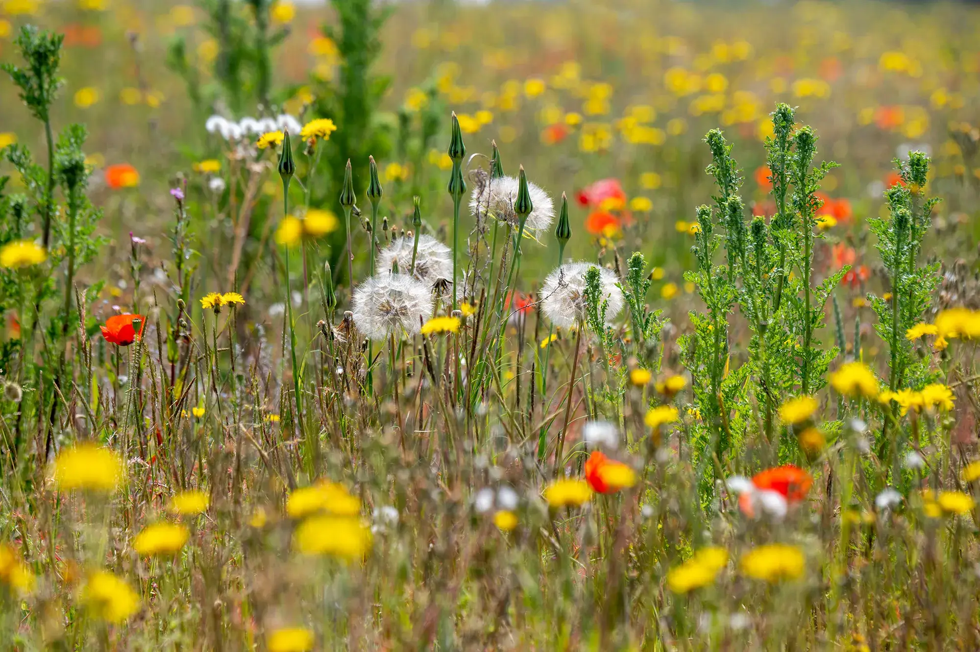 A wildflower meadow of dandelions, poppies and buttercups